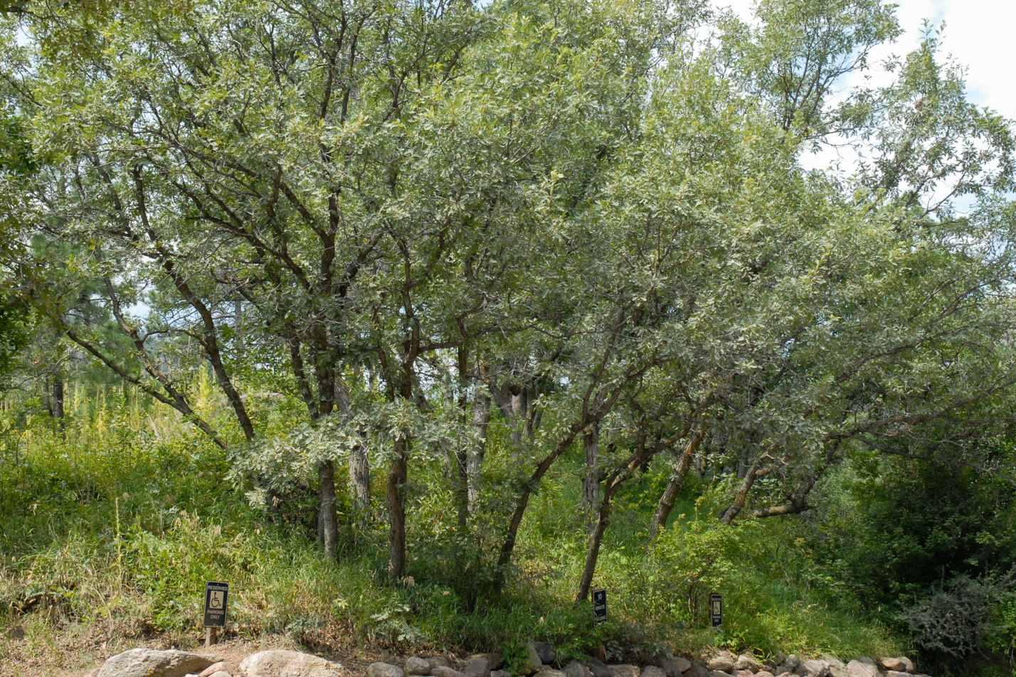 Scrub Oak